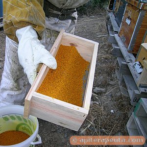 foto de polen de apiterapia en la caja del cazapolen HD